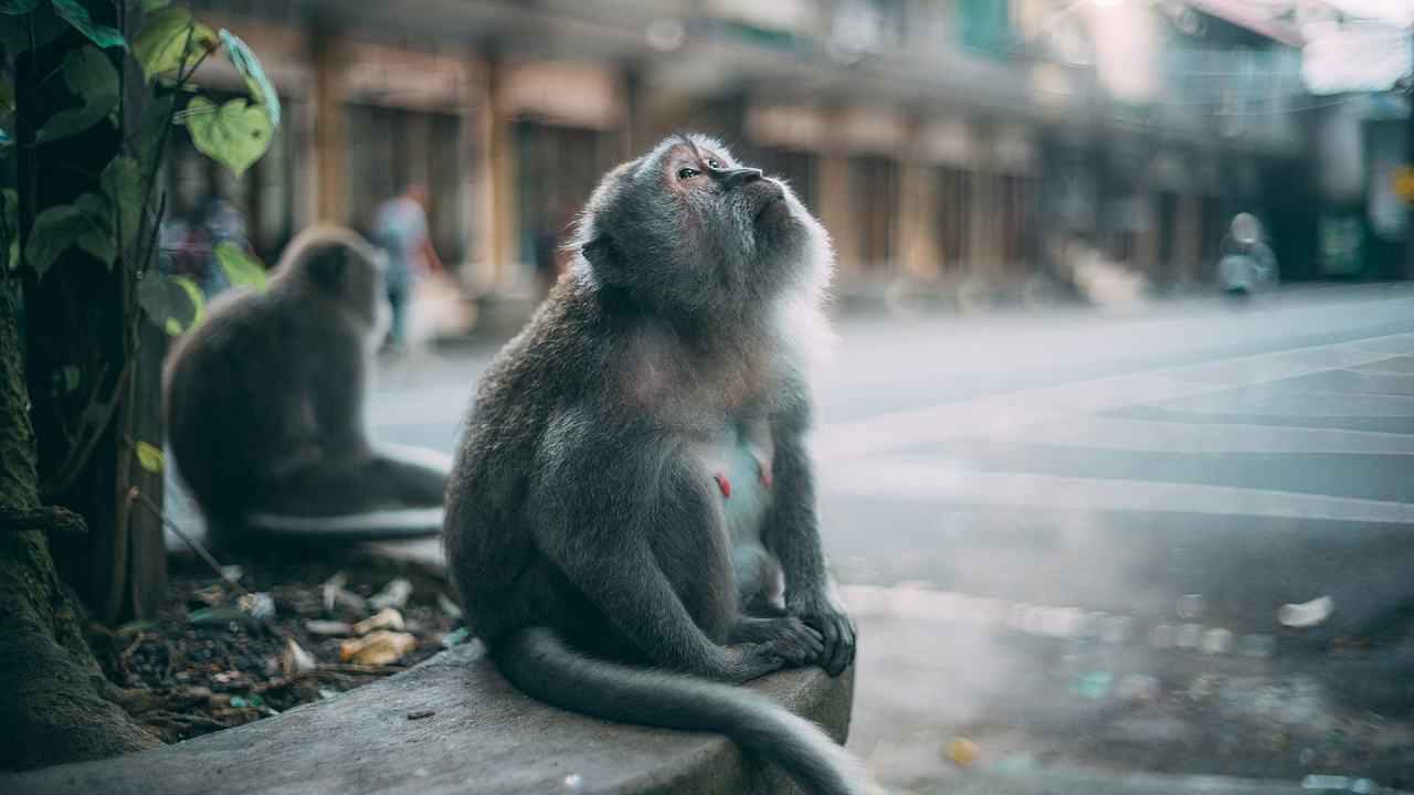 卢比大跌 印尼央行是加息还是降息？